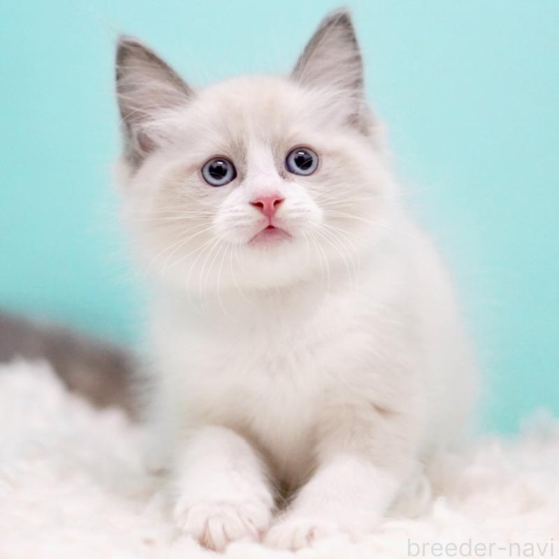 販売中の東京都のラグドール-130856の6枚目