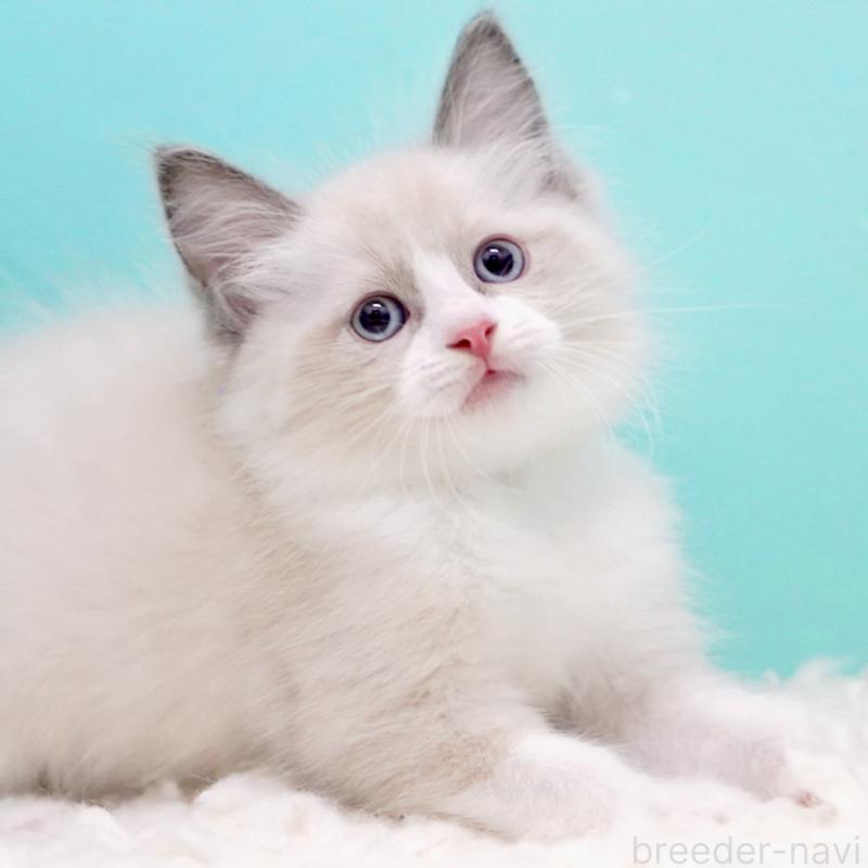 販売中の東京都のラグドール-130856の4枚目