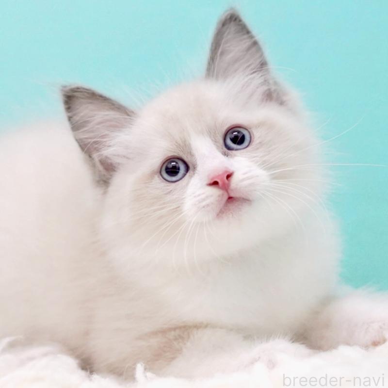 販売中の東京都のラグドール-130856の3枚目