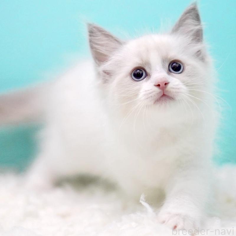 販売中の東京都のラグドール-130373の15枚目