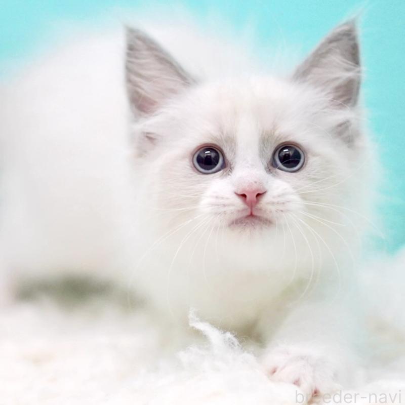 販売中の東京都のラグドール-130373の14枚目