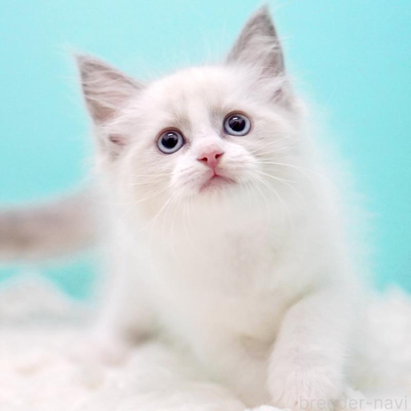 販売中の東京都のラグドール-130373の13枚目