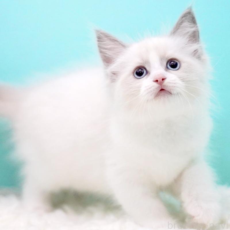 販売中の東京都のラグドール-130373の12枚目