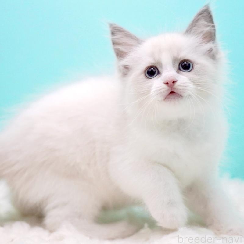 販売中の東京都のラグドール-130373の11枚目