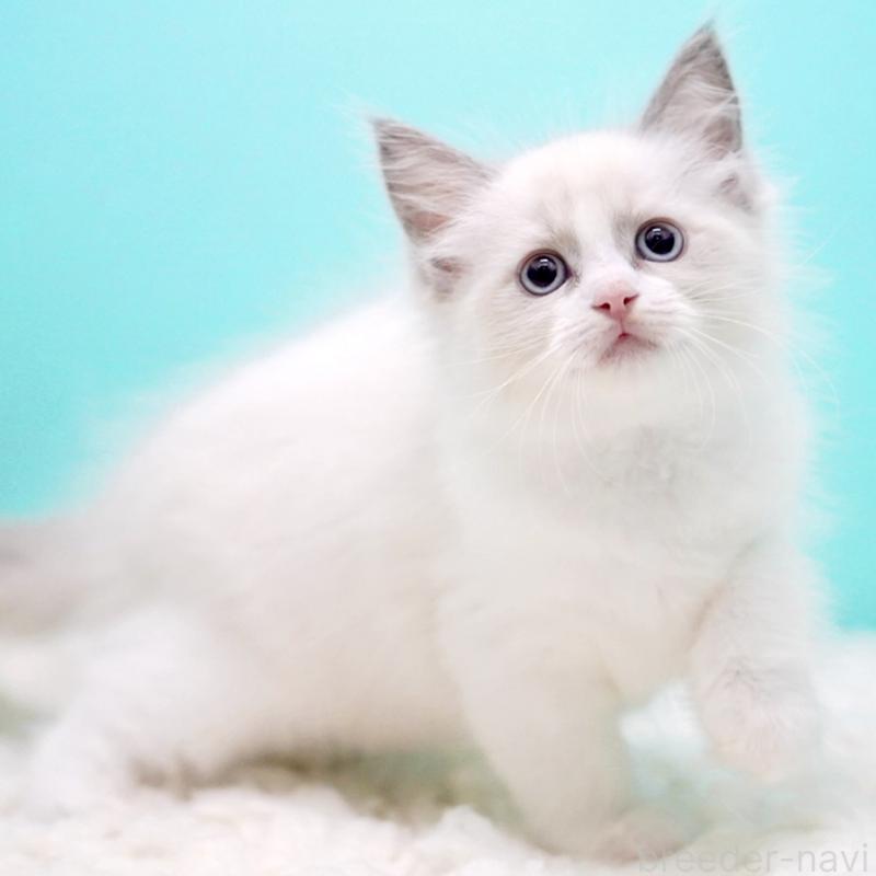 販売中の東京都のラグドール-130373の10枚目