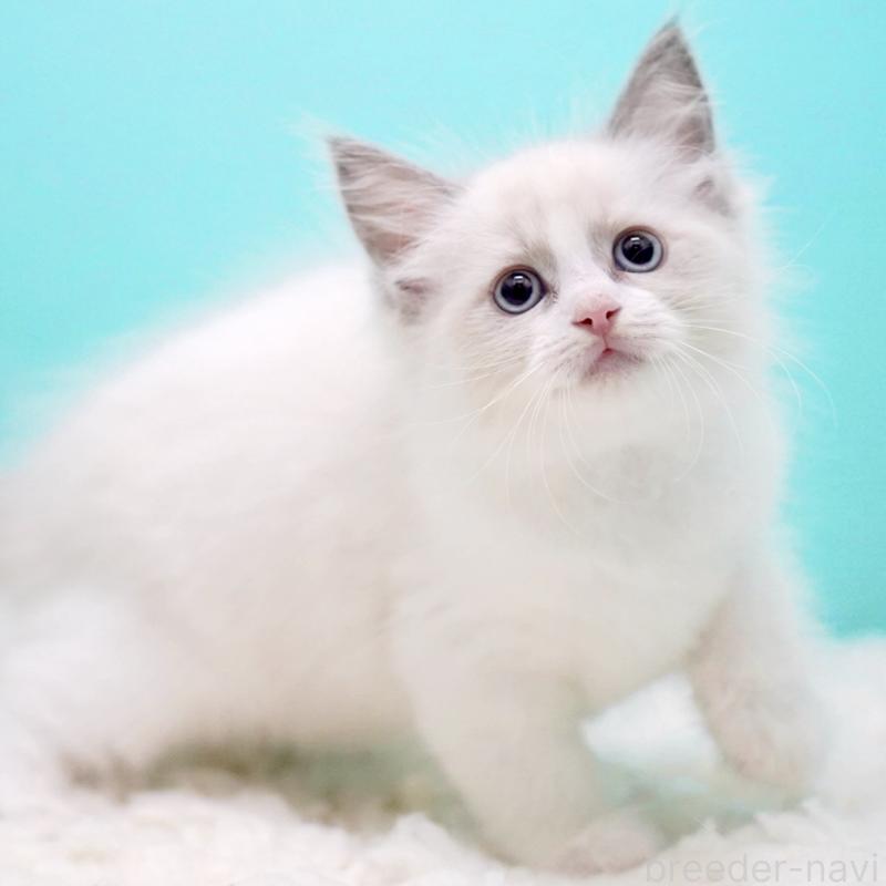 販売中の東京都のラグドール-130373の9枚目