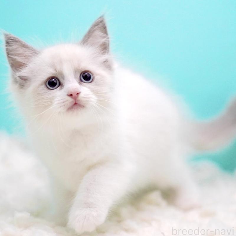 販売中の東京都のラグドール-130373の8枚目