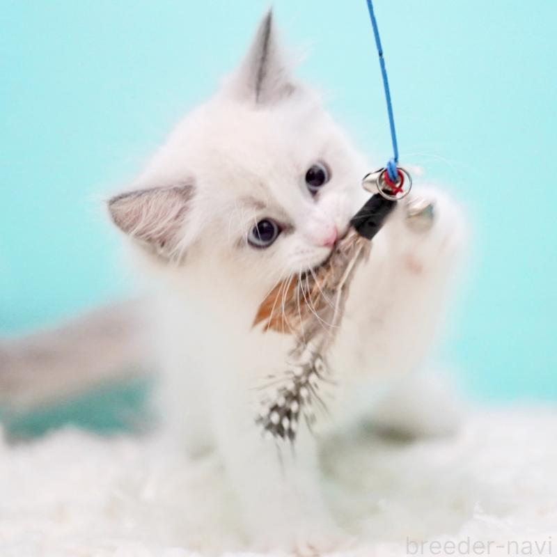 販売中の東京都のラグドール-130373の7枚目