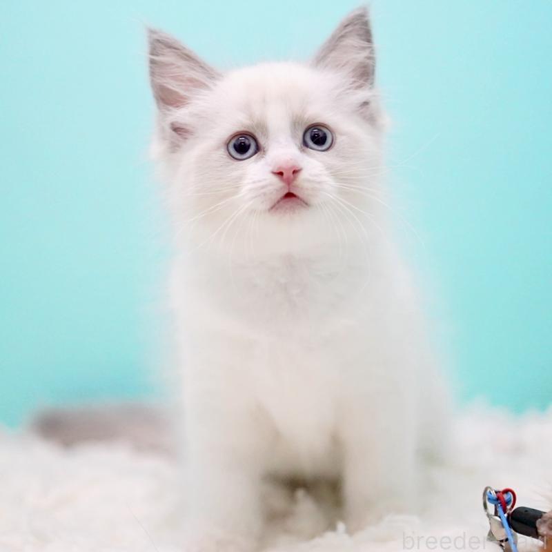 販売中の東京都のラグドール-130373の6枚目