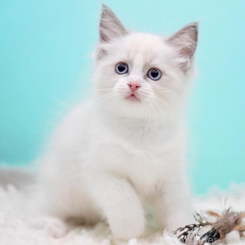 販売中の東京都のラグドール-130373の5枚目