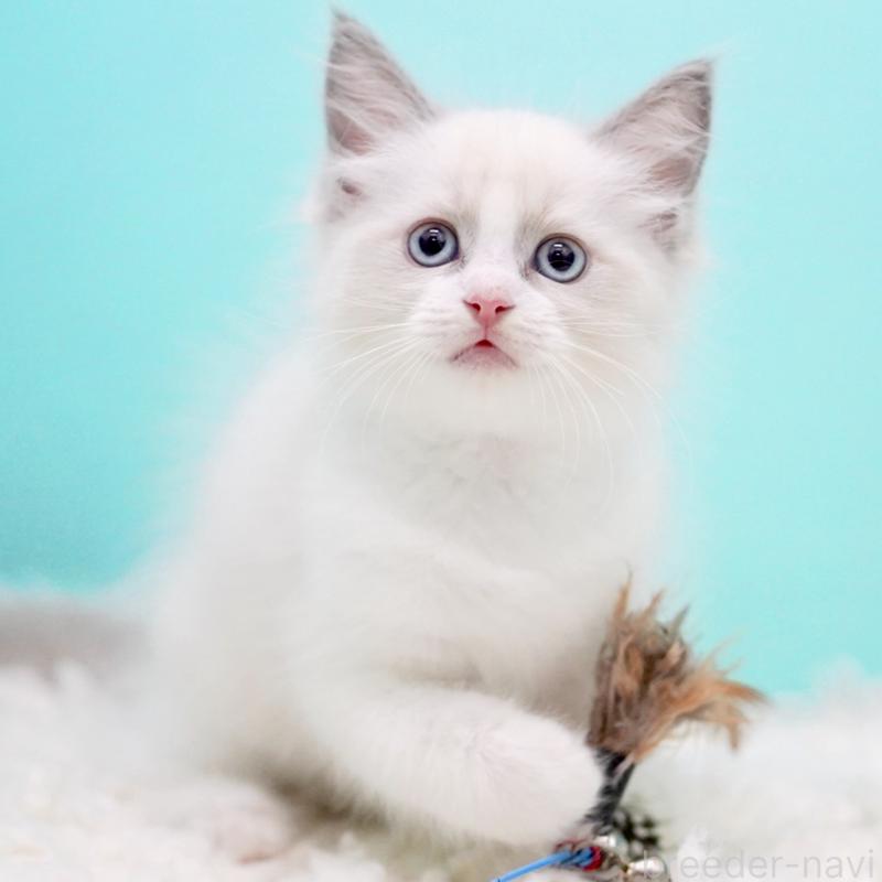 販売中の東京都のラグドール-130373の4枚目