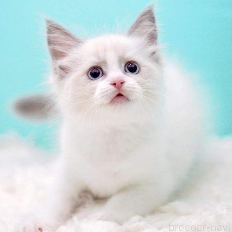 販売中の東京都のラグドール-130373の3枚目