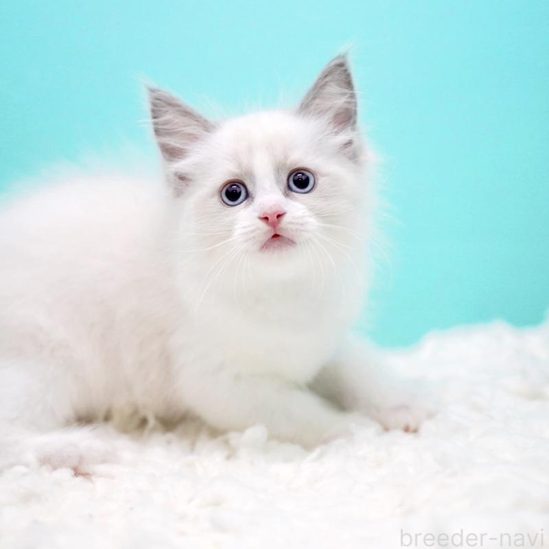 販売中の東京都のラグドール-130373の2枚目