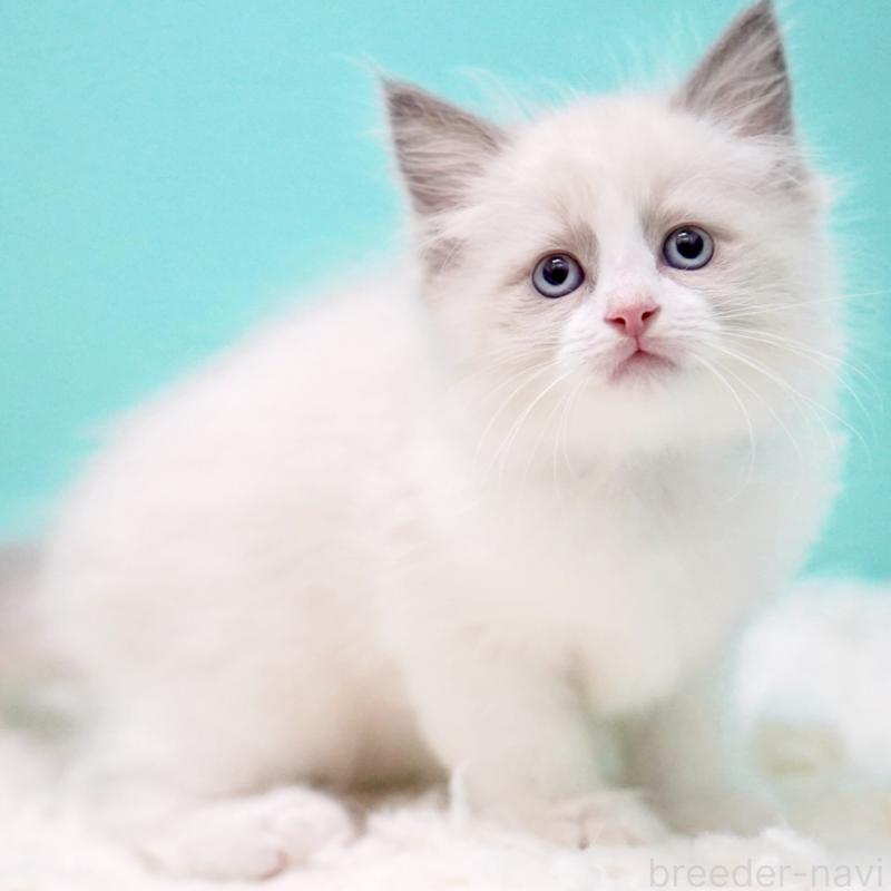 販売中の東京都のラグドール-130374