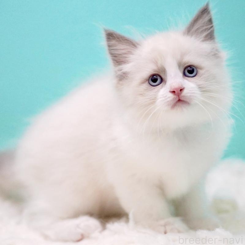 販売中の東京都のラグドール-130374の15枚目