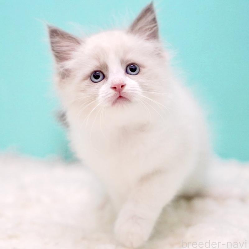 販売中の東京都のラグドール-130374の14枚目