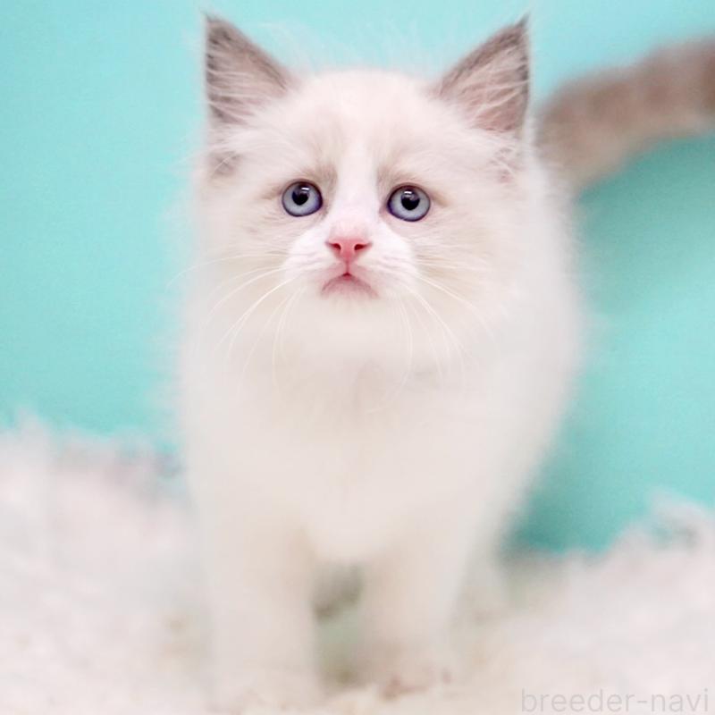 販売中の東京都のラグドール-130374の12枚目