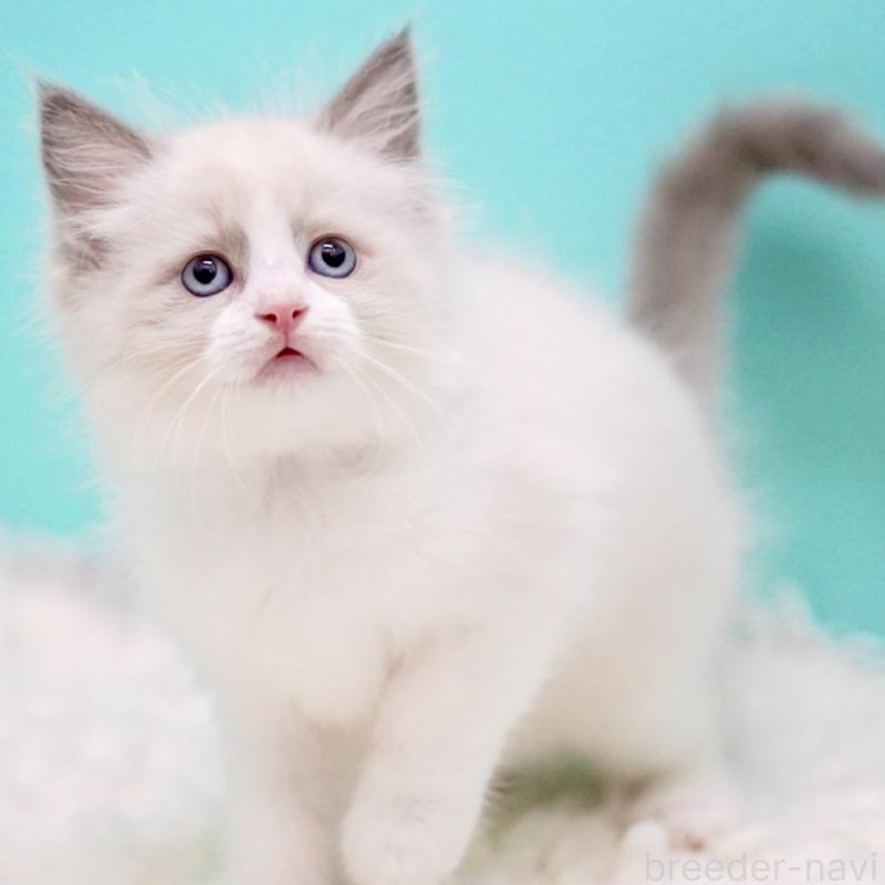 販売中の東京都のラグドール-130374の11枚目