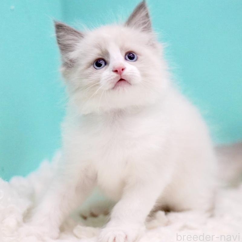 販売中の東京都のラグドール-130374の10枚目