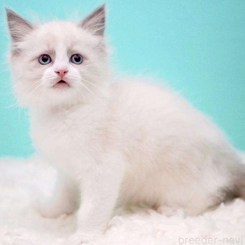 販売中の東京都のラグドール-130374の9枚目