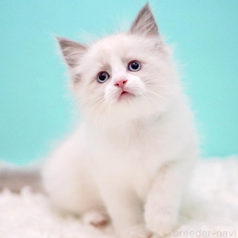 販売中の東京都のラグドール-130374の8枚目