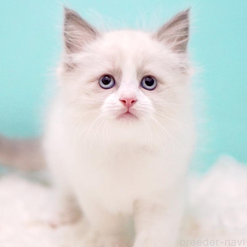 販売中の東京都のラグドール-130374の7枚目