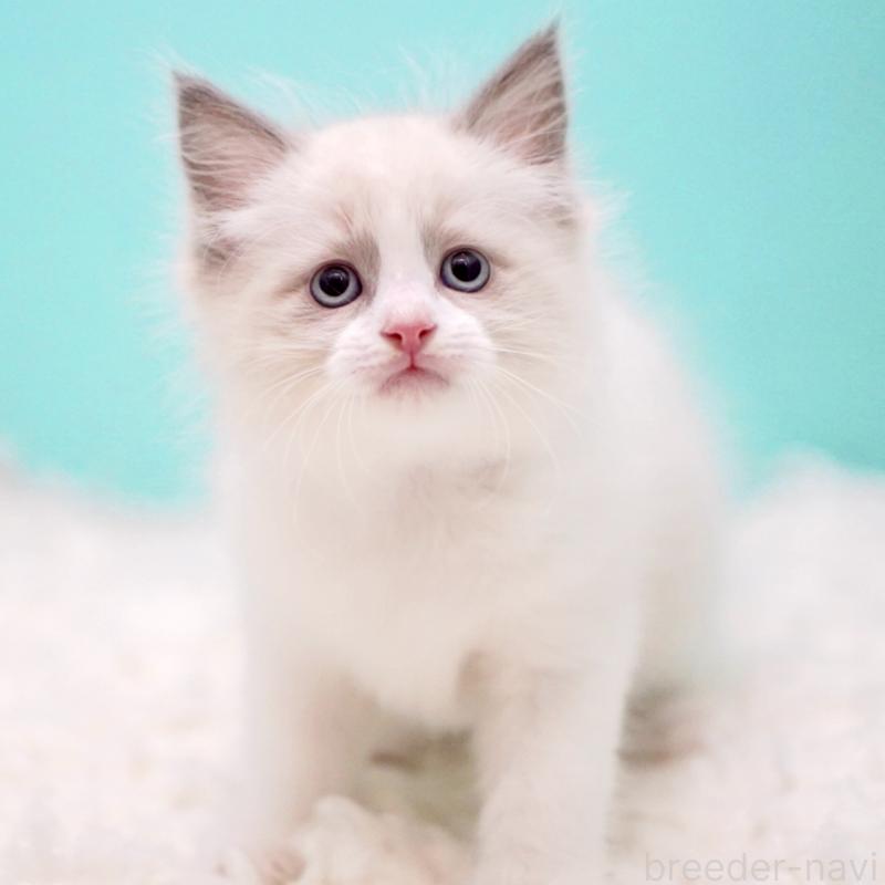 販売中の東京都のラグドール-130374の6枚目