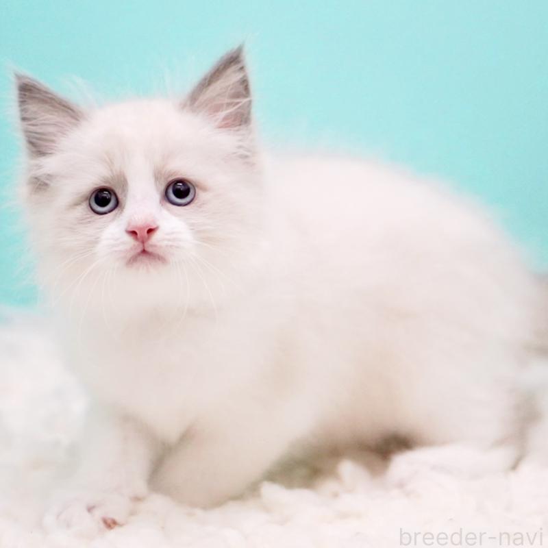 販売中の東京都のラグドール-130374の5枚目