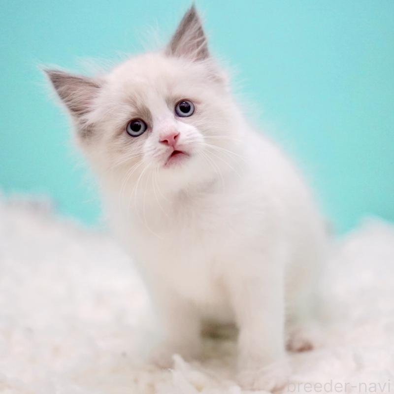 販売中の東京都のラグドール-130374の4枚目