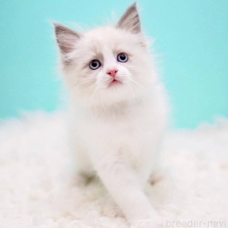 販売中の東京都のラグドール-130374の3枚目