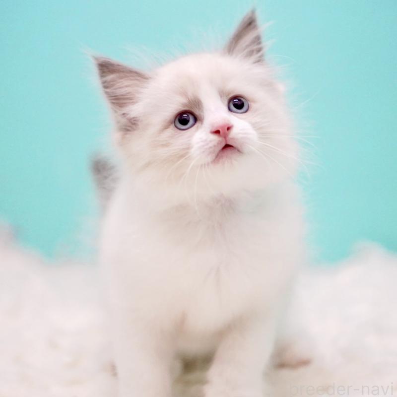 販売中の東京都のラグドール-130374の2枚目