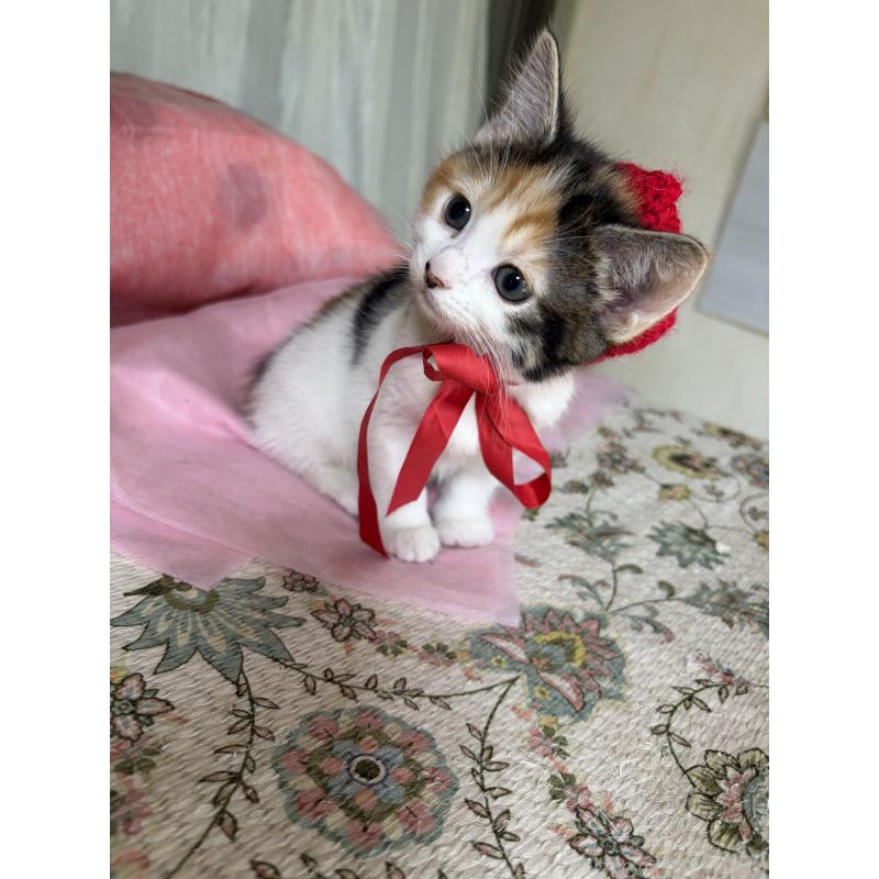 成約済の神奈川県のマンチカン-131851の6枚目