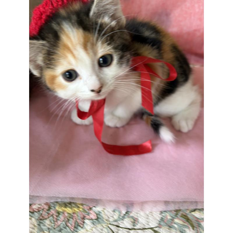 成約済の神奈川県のマンチカン-131851の4枚目