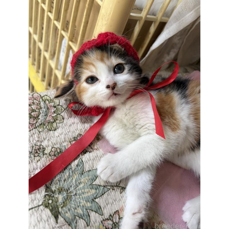 成約済の神奈川県のマンチカン-131851の3枚目