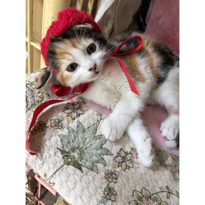 成約済の神奈川県のマンチカン-131851の2枚目