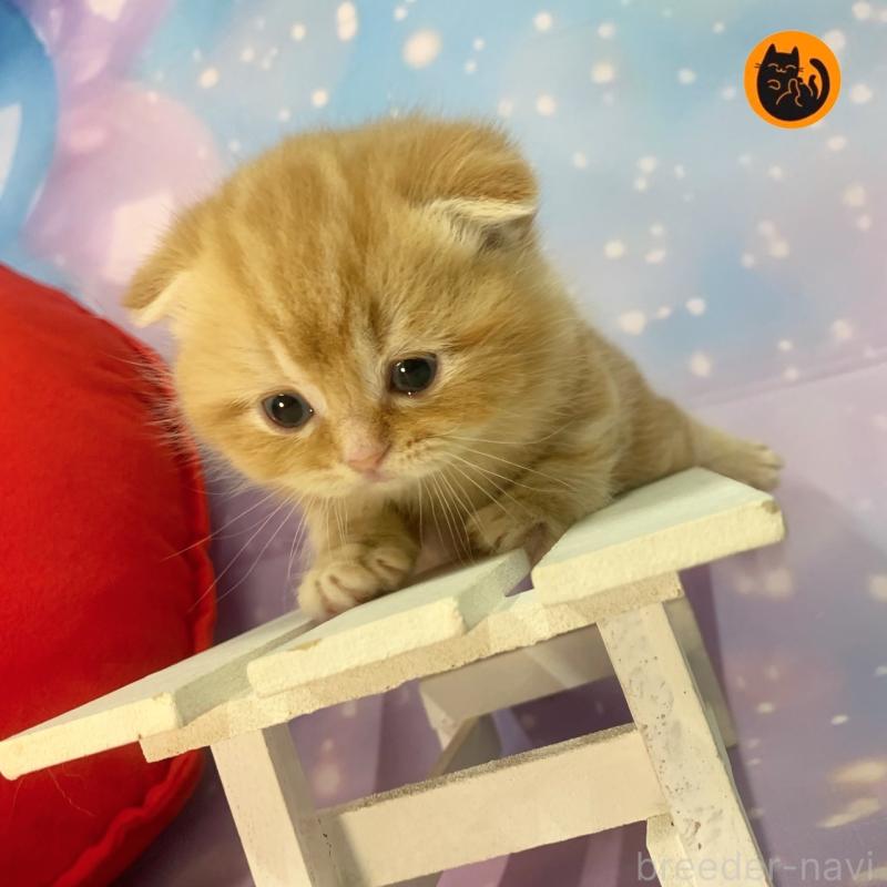 販売中の大阪府のスコティッシュフォールド-132597