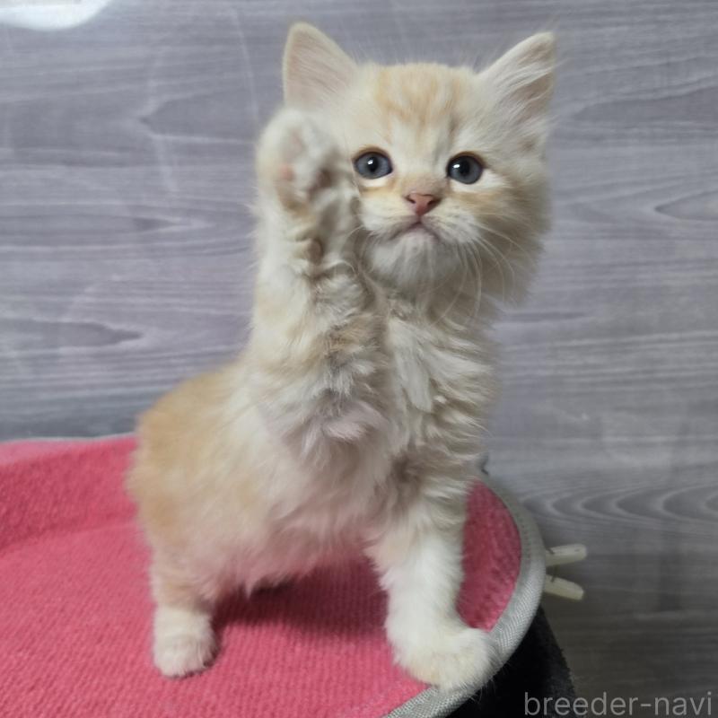 販売中の福岡県のマンチカン-132873