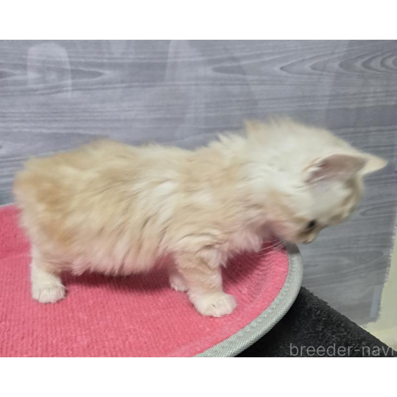 販売中の福岡県のマンチカン-132873の4枚目