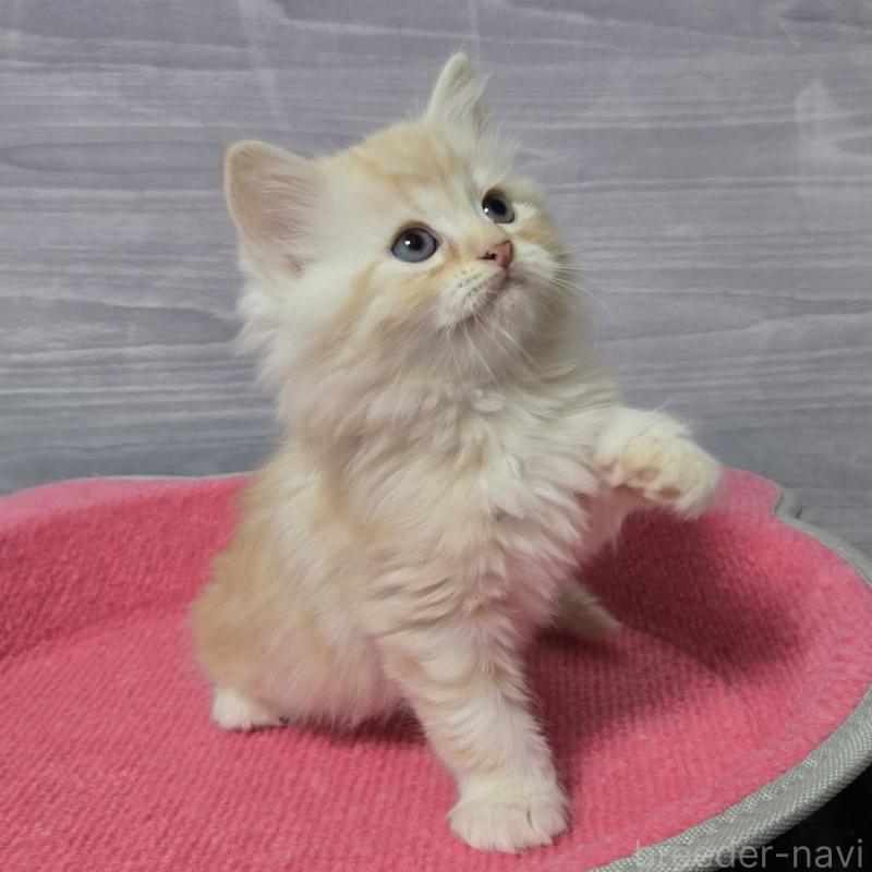 販売中の福岡県のマンチカン-132873の2枚目