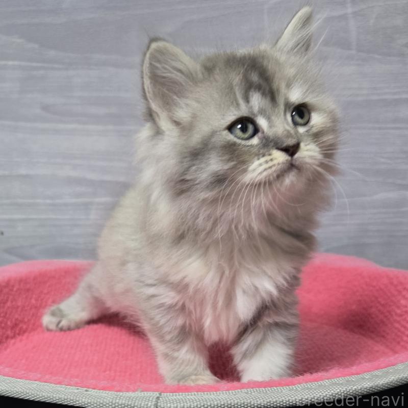 販売中の福岡県のマンチカン-132874の5枚目