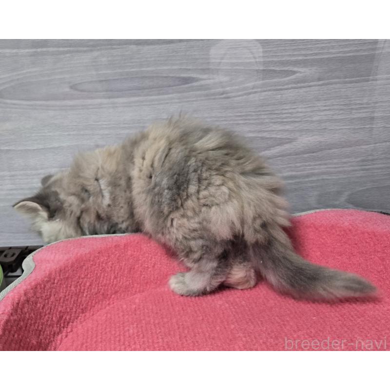 販売中の福岡県のマンチカン-132874の4枚目