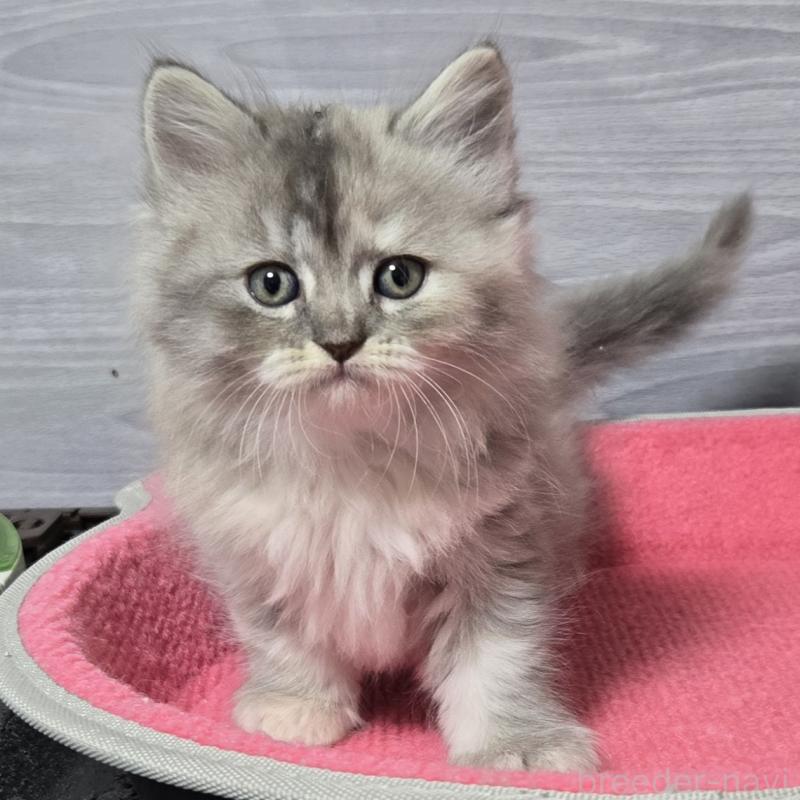 販売中の福岡県のマンチカン-132874の3枚目