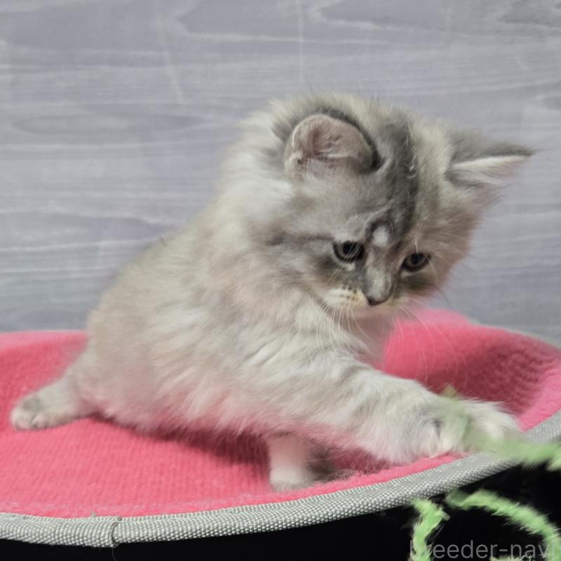 販売中の福岡県のマンチカン-132874の2枚目