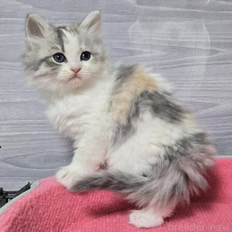 販売中の福岡県のマンチカン-132875の5枚目