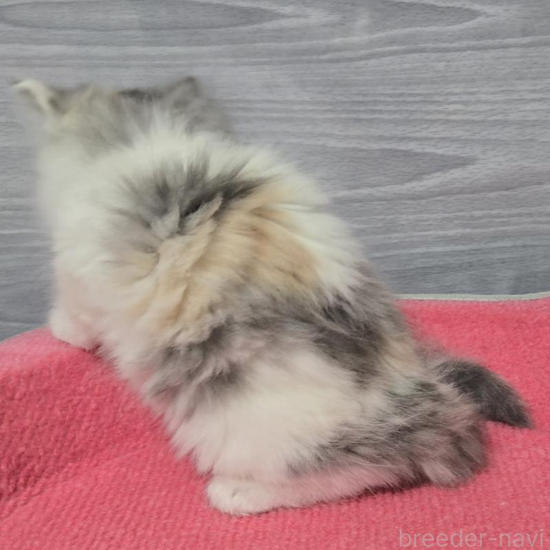 販売中の福岡県のマンチカン-132875の4枚目