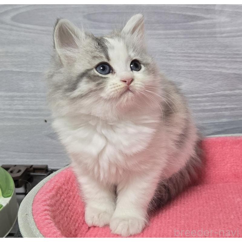 販売中の福岡県のマンチカン-132875の3枚目