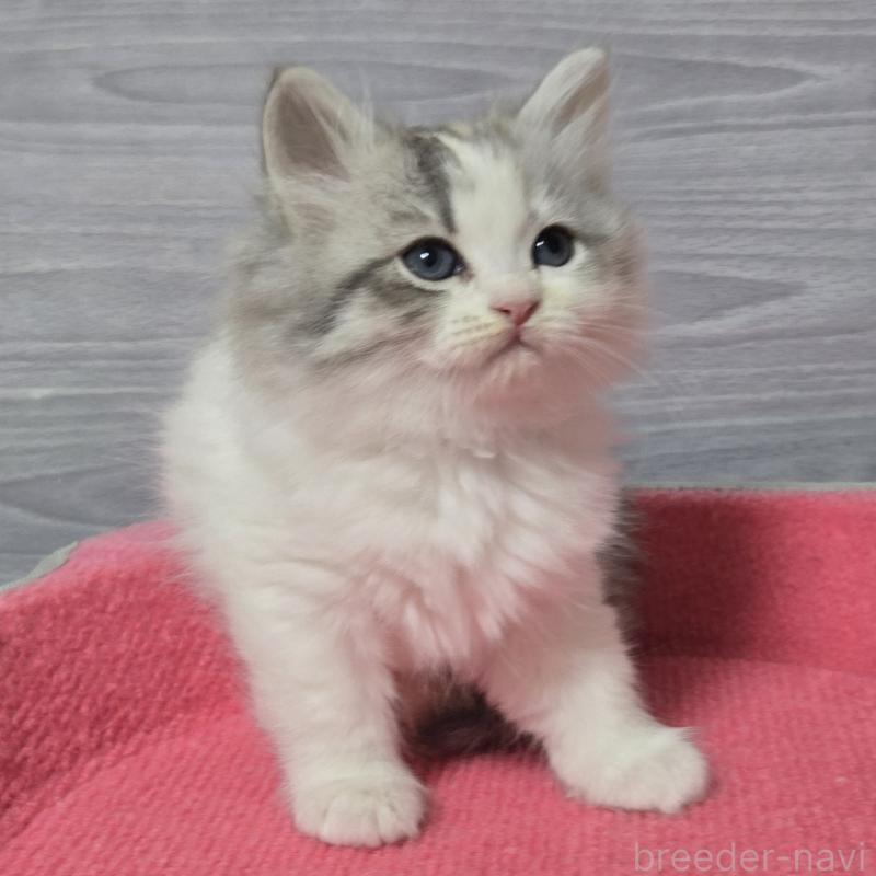 販売中の福岡県のマンチカン-132875の2枚目