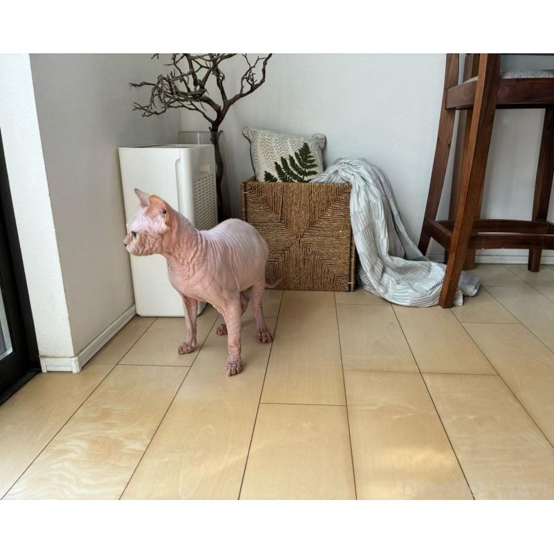 販売中の埼玉県のスフィンクス-132876の4枚目