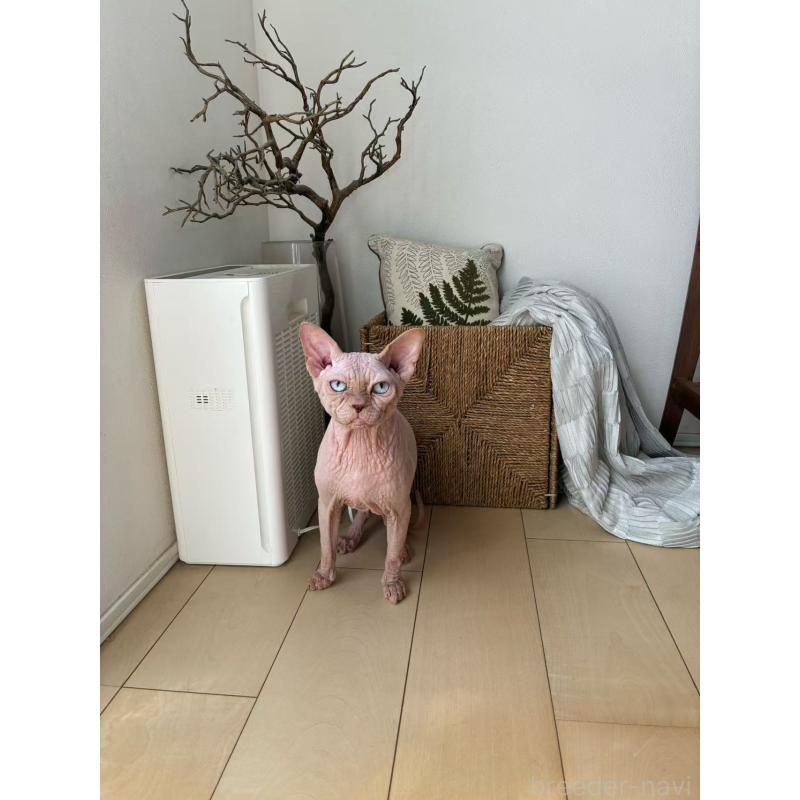 販売中の埼玉県のスフィンクス-132876の3枚目