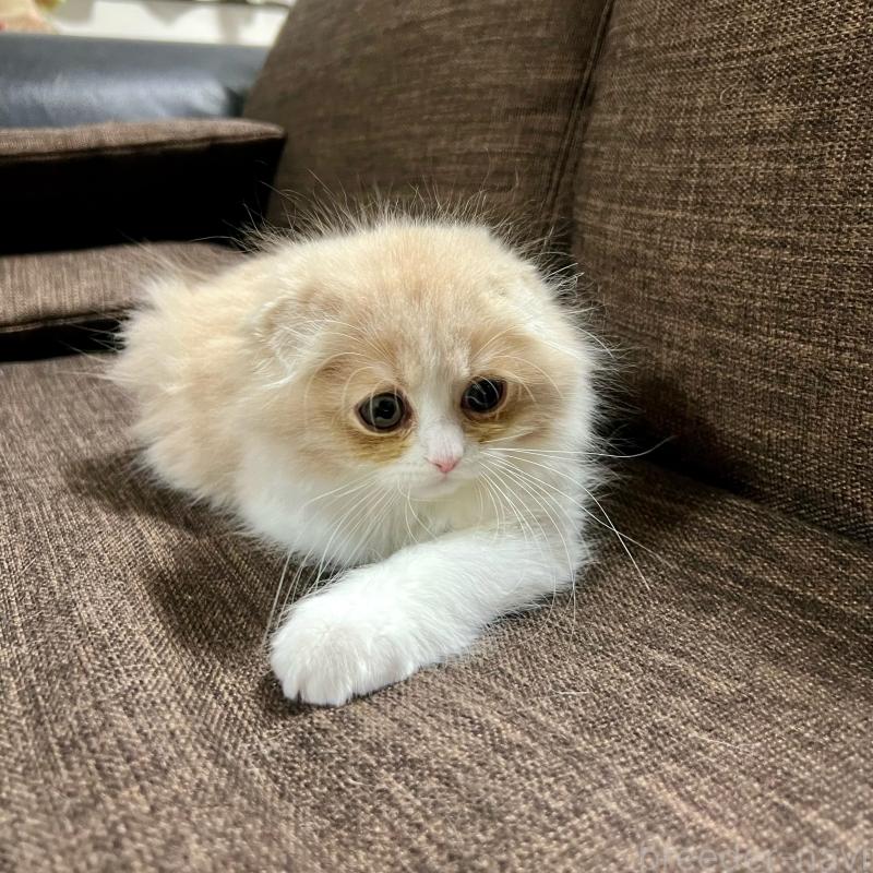 販売中の三重県のスコティッシュフォールド(折れ耳)-129918の8枚目